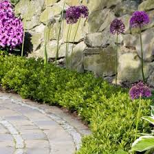 Nugget By Bloombux Pink Im Ca 11 Cm Topf Online Kaufen Bei Gartner Potschke Bloombux Winterharte Stauden Baume Pflanzen