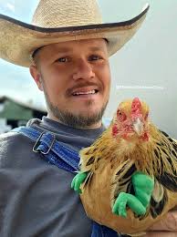 Cute backyard chicken and tiny dinosaur comparison