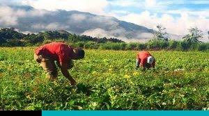 Se utiliza para una variedad de actividades como antimicrobiano, incluida la desinfección. Donacion De Fundacion Walmart Busca Apoyar A Agricultores En Temas De Resiliencia Y Sostenibilidad Adiariocr Com