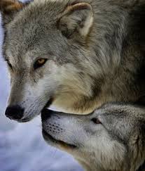 Son Dakika Ile Bir Bas Agritirim Dillere Destan Once Dedigim Uygulanacak Orada Dillerlere Destan Ona Gore Turkcu Dusunce Pinterest Wolf Animals