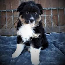 We strive to continue to breed wonderful pets and believe in top quality not quantity. Dachshund Puppies For Sale In Tn Lancaster Puppies