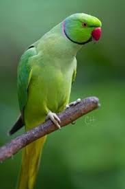 Green Bird With Red Ring Around Neck Sign In Pet Birds Colorful Parrots Parrot
