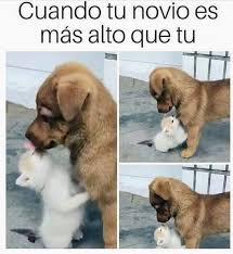 Cuando Tu Novio Es Mas Alto Que Tu Memes Romanticos Memes De Animales Divertidos Memes Comicos