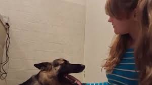 Tiene sexo con su perro y se lo aconseja a todos