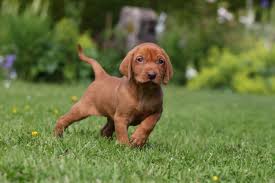 Vizslas can measure an average of 22 inches at the shoulder and may weigh up to 65 pounds. Vizslas Superior At First But Docile Gentle At Heart And Prone To Stick To You Like Glue Country Life