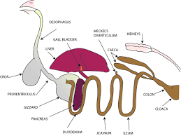 Excretory System Carolina Wren