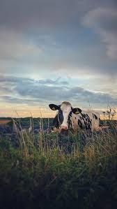 Check spelling or type a new query. Hd Country Life Wallpapers Peakpx