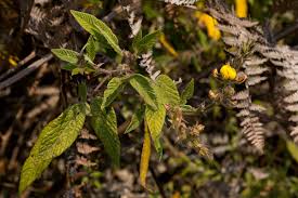 Image result for Rhynchosia clivorum