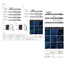 We do what we do because we love what we do. Up Regulation Of Foxd1 By Yap Alleviates Senescence And Osteoarthritis