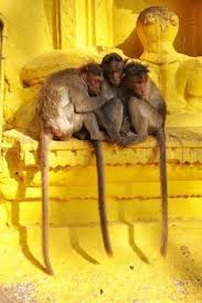 Temple Monkeys Shivaganga India India Photography Incredible India The Incredibles