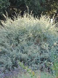 Image result for Atriplex