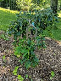 Image result for Celtis sinensis