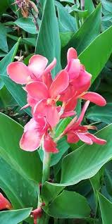 Was für eine außergewöhnliche idee, eine kollektion aus blühenden sträuchern und büschen, in eine reihe. Was Ist Das Fur Eine Bluhende Pflanze Pflanzen Garten Blumen