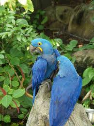 Tropical Rainforest Animals In Africa Tropical Forests Vines Flowers Floras Faunas Rainforests Asia Af African Rainforest Rainforest Animals Rainforest Birds