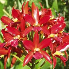 Image result for Orthanthera