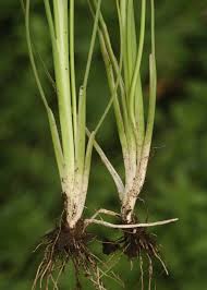 Image result for Triglochin