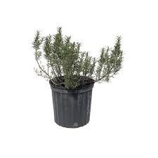 Image result for rosemary container