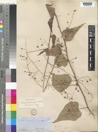 Image result for Wissadula