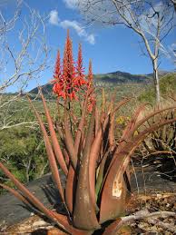 Image result for Aloe canis