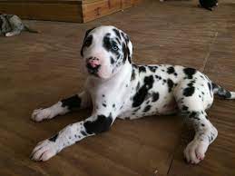 With coat colors of fawn, brindle, mantle, blue, harlequin, and black; Five Week Old Harlequin Great Dane Dane Puppies Great Dane Puppy Great Dane Dogs