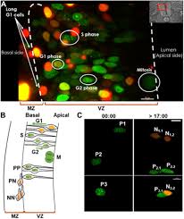 The de novo assembly pathway is first. G1 Phase Lengthening During Neural Tissue Development Involves Cdc25b Induced G1 Heterogeneity Biorxiv