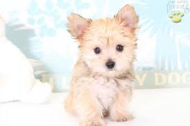 Offspring look much like a maltese puppy except for color. Buddy Morkie Puppy For Sale In Naples Fl Happy Valentines Day Happyvalentinesday2016i
