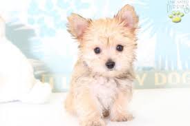 Morkie pups make you smile. Buddy Morkie Puppy For Sale In Naples Fl Happy Valentines Day Happyvalentinesday2016i