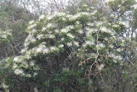 Image result for Maerua