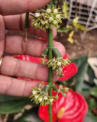 Image result for Cynanchum viminale