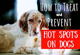 Image result for hotspot dogs