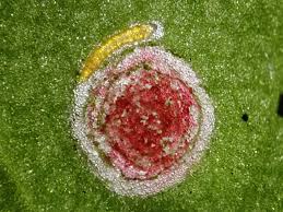 Image result for Enteucha acetosae