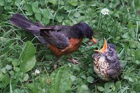 Baby Bird Identifier By Picture Baby Bird Google Search Birds Baby Bird