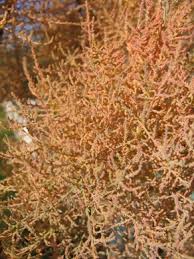 Image result for tamarix ramosissima pink cascade
