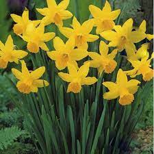 Narcissus February Gold 10 Bulbs Narcissus Daffodils Gorgeous Gardens