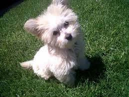 She was so easy to housebreak, and uses her puppy pads faithfully. Maltese Pomeranian Mix