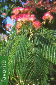 Image result for Albizia adianthifolia