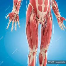Instant anatomy is a specialised web site for you to learn all about human anatomy of the body with diagrams, podcasts and revision questions. Lower Body Musculature Human Anatomy Medicine Stock Photo 160169210