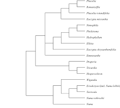 Image result for Hilsenbergia