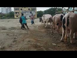 Dangerous camel qurbani 2016, 2017 eid ul adha life is crazy let s rock. Big Cow Qurbani Bangladesh 2019 Part 14 Golectures Online Lectures