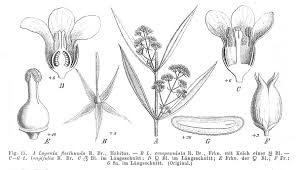 Image result for Loganiaceae