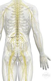 Image result for Peripheral Nervous System