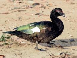 Muscovy Duck Identification All About Birds Cornell Lab Of