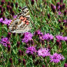 Image result for Vernonia