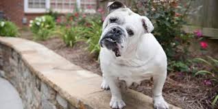 Bulldog Kopek Irki Kopekler Vetrehberi