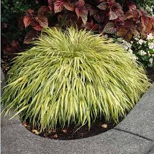 Image result for Microchloa afra