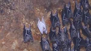 To do this, bci has partnered with two local organizations, the mabuwaya foundation and the philippines biodiversity. Rare Albino Bat Spotted In Negros Occidental