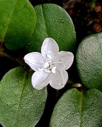 Image result for Evolvulus nummularius