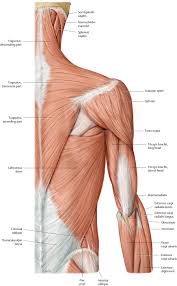 It rotates the forearm and also flexes the elbow. Pega0yug5zldrm
