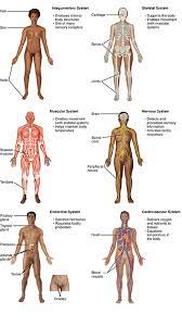 10 4 Human Organs And Organ Systems Biology Libretexts