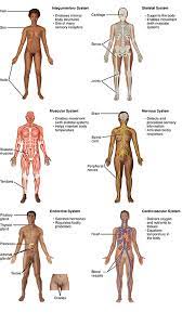 Human body, the physical substance of the human organism. 10 4 Human Organs And Organ Systems Biology Libretexts